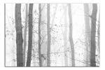 Obraz na plátně Stromy  