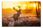 Obraz na plátně Jelen