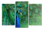Obraz na plátně Páv