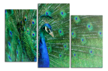 Obraz na plátně Páv