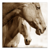 Obraz na plátně Koně