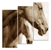 Obraz na plátně Koně