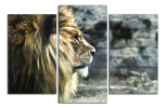 Obraz na plátně Lev 