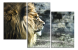 Obraz na plátně Lev 
