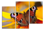 Obraz na plátně Motýl