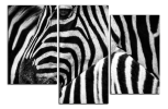 Obraz na plátně Zebry