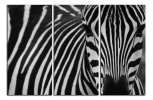 Obraz na plátně Zebra