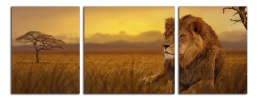 Obraz na plátně Lev na savaně