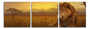 Obraz na plátně Lev na savaně
