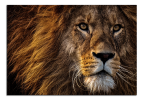 Obraz na plátně Lev detail