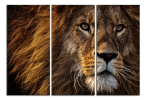 Obraz na plátně Lev detail