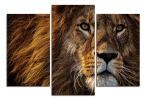 Obraz na plátně Lev detail