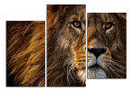 Obraz na plátně Lev detail