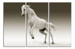 Obraz na plátně Bílý kůň