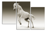 Obraz na plátně Bílý kůň