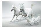 Obraz na plátně Koně