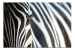 Obraz na plátně Zebry