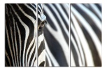 Obraz na plátně Zebry