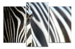 Obraz na plátně Zebry