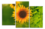 Obraz na plátně Slunečnice