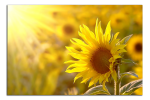 Obraz na plátně Slunečnice