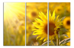 Obraz na plátně Slunečnice