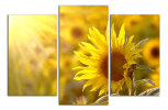 Obraz na plátně Slunečnice