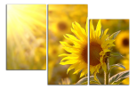 Obraz na plátně Slunečnice