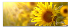 Obraz na plátně Slunečnice