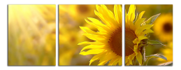 Obraz na plátně Slunečnice