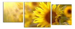 Obraz na plátně Slunečnice