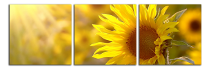 Obraz na plátně Slunečnice