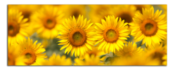 Obraz na plátně Slunečnice