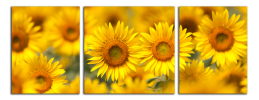 Obraz na plátně Slunečnice