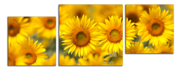 Obraz na plátně Slunečnice