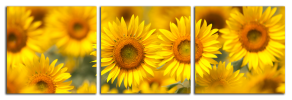 Obraz na plátně Slunečnice