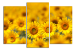 Obraz na plátně Slunečnice