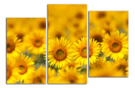 Obraz na plátně Slunečnice