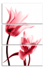Obraz na plátně Tulipány
