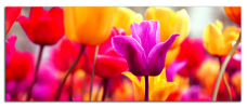 Obraz na plátně Tulipány panorama
