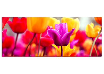 Tulipány panorama