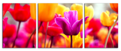 Obraz na plátně Tulipány panorama