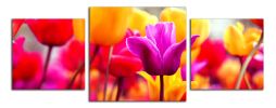 Obraz na plátně Tulipány panorama