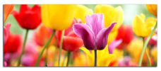 Obraz na plátně Tulipány