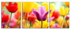 Obraz na plátně Tulipány