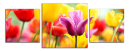 Obraz na plátně Tulipány