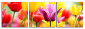 Obraz na plátně Tulipány