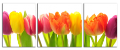 Obraz na plátně Tulipány