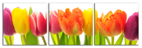 Obraz na plátně Tulipány