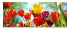 Obraz na plátně Barevné tulipány
